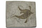 Double Eurypterus (Sea Scorpion) Plate - New York #369257-1
